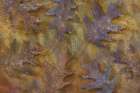 USA, Washington State, Seabeck. Montage of autumn oak leaves. Art Print